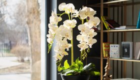 Phalaenopsis, dove tenerla, come si innaffia questa particolare orchidea
