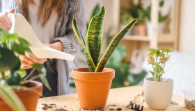 Sansevieria, dove posizionarla in casa, quanto bagnarla e quali benefici ha