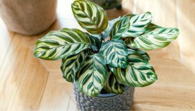 Calathea, dove tenere e quanta luce vuole la pianta anti-umidità
