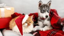 Cibi natalizi: cosa possono e (soprattutto) NON possono mangiare cani e gatti