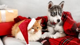 Cibi natalizi: cosa possono e (soprattutto) NON possono mangiare cani e gatti